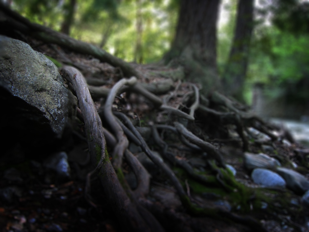 Photo of tree roots